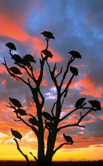 Vultures in a tree, Kruger National Park, South Africa. Unsplash@Getty Images