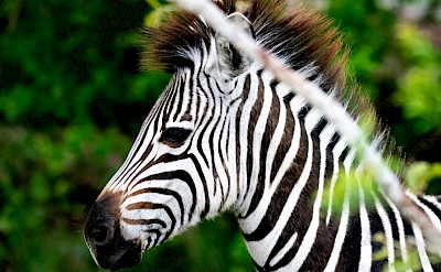 Zebra foal, Kruger National Park, South Africa. Unsplash@Jochen van Wylick