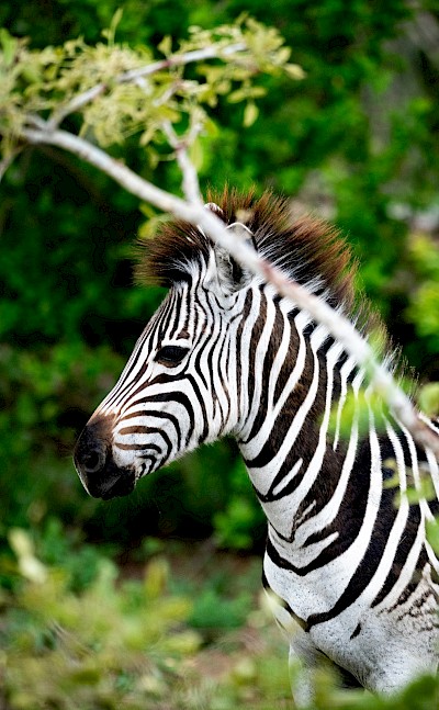 Zebra foal, Kruger National Park, South Africa. Unsplash@Jochen van Wylick