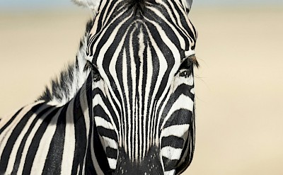 Zebra, Kruger National Park, South Africa. Unsplash@Getty Images