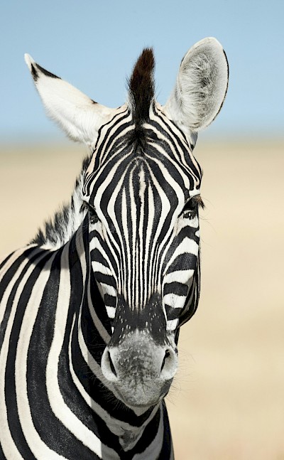 Zebra, Kruger National Park, South Africa. Unsplash@Getty Images