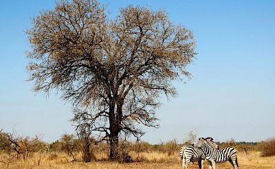 Zebras next to the road, Kruger National Park, South Africa. Unsplash@Juanma Clemente Alloza