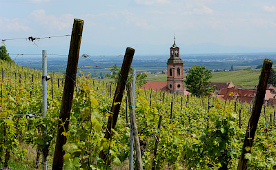 Vineyards near Riquewihr along the Alsace Wine Route, France. Flickr:Pug Girl