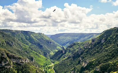 Bird flying over the Gorges du Tarn Causses, France. Unsplash:Alexis Ribeyre