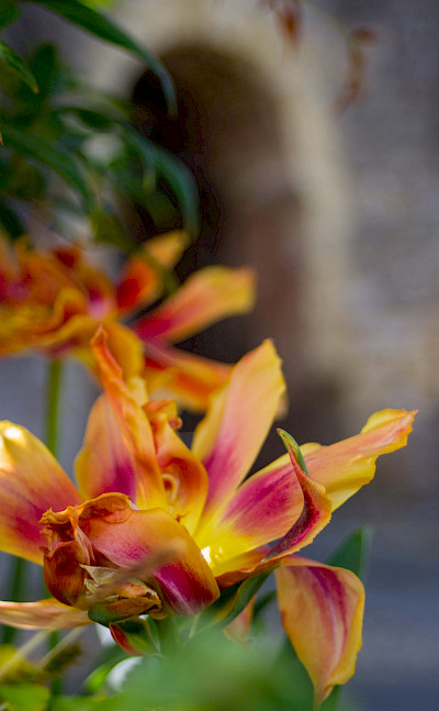 Gorgeous flowers in Cordes-sur-Ciel in Tarn River Valley, France. Photo via Flickr:Eneko Bidegain