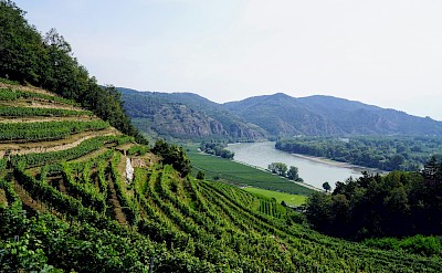 Terraced vineyards of Austria’s Wachau Valley. unsplash@ZsoltCserna