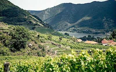 Wachau Valley region along the Danube River, Austria. Pexels@YevhenBartko