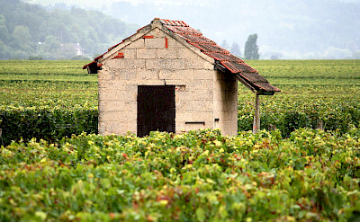 Vineyards in Burgundy, France. Creative Commons:Megan Mallen