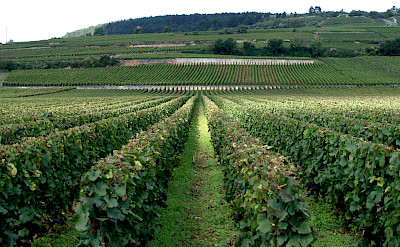 Vineyards abound at the Côte de Beaune in Burgundy, France. Flickr:Megan Cole