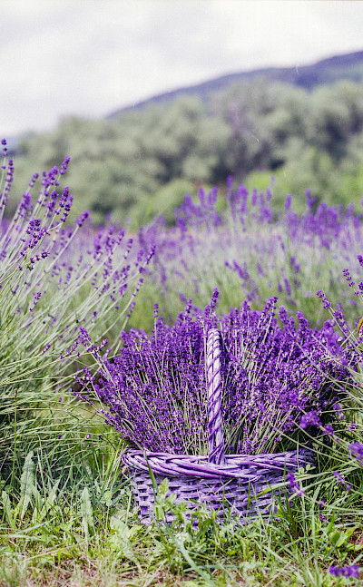 Lavender in Burgundy, France.