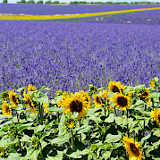 Best of Burgundy Photo
