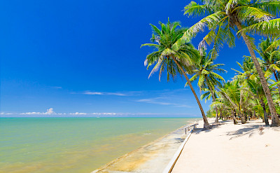 Coconut palm trees along the beach in Koh Kho Khao Island, Thailand. Photo via Flickr:Ajith Kumar