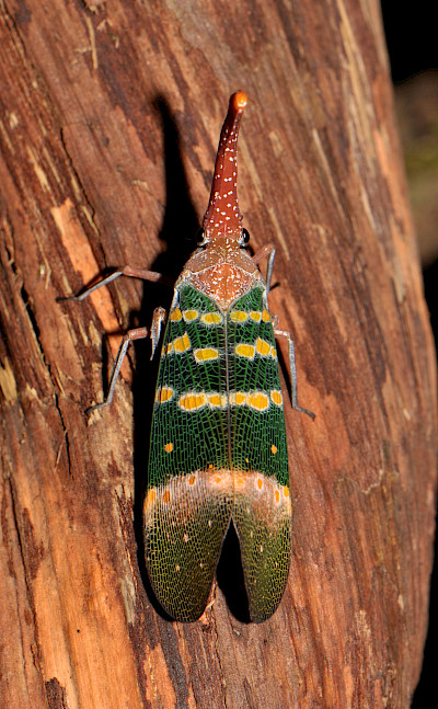 Lantern Bug at Khao Sok National Park, Thailand. Photo via Flickr:Pavel Kirillov
