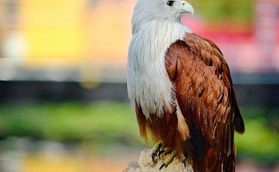 Bird of prey in Alleppey, Kerala bike tour, India. Unsplash@cade