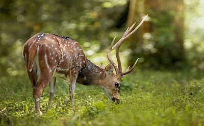 Deer feeding in Periyar, Kerala bike tour, India. Unsplash@Trison Thomas