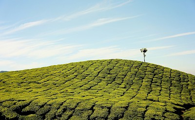 Lone tree in a tea plantation, Munnar, Kerala bike tour, India. Unsplash@Bhupesh Talwar