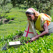 Exotic Kerala, India Photo