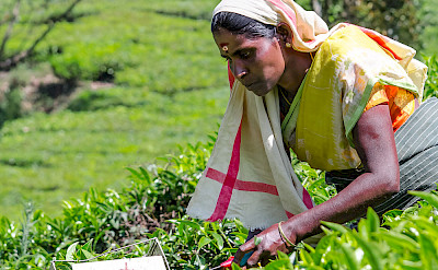 Picking tea leaves in Munnar, Kerala, India. Photo via Flickr:Stefano Ravalli
