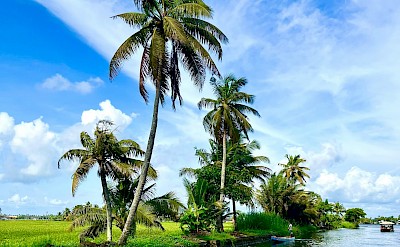 Palm trees along the river in Alleppey, Kerala bike tour, India. Unsplash@Sarthak Veggalam