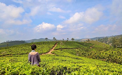 Standing in the tea gardens, Munnar, Kerala bike tour, India. Unsplash@Ashkan Zohari