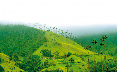 Cocora Valley is part of the Los Nevados National Natural Park in Quindío, Colombia. Flickr:Katja Hasselkus