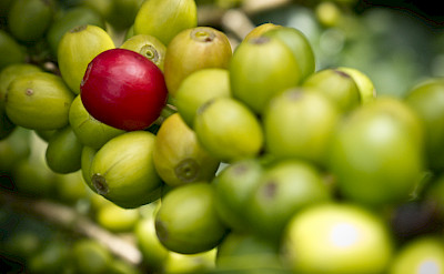 Coffee beans galore in Colombia. Flickr:Juan Camilo Trujillo