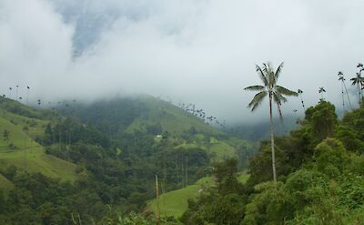 Valle de Cocora in the Coffee Triangle of Colombia. Flickr:McKay Savage