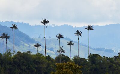 Wax palm trees, the national tree of Colombia, in the Cocora Valley, Salento. Flickr:Pedro Szekely
