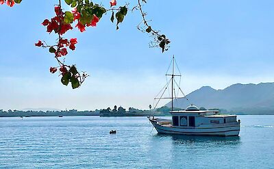 Blossom and boats in Udaipur, India. Unsplash@Allwyn Mendes