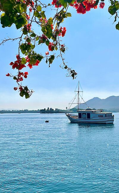 Blossom and boats in Udaipur, India. Unsplash@Allwyn Mendes