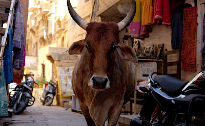 Bull in the streets of Rajasthan, India. Flickr:Ijya Yakubovich