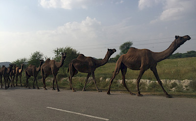 Camels crossing in Rajasthan, India.