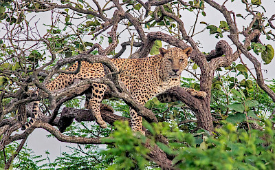 Indian Leopard. Flickr:Rupal Vaidya