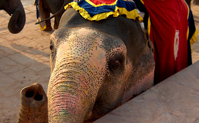 Elephant ride awaits in Jaipur, Rajasthan, India. Photo via Flickr:John Haslam