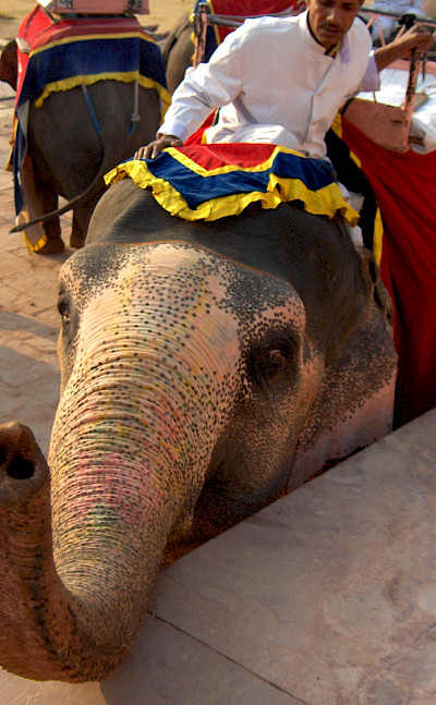 Elephant ride awaits in Jaipur, Rajasthan, India. Photo via Flickr:John Haslam