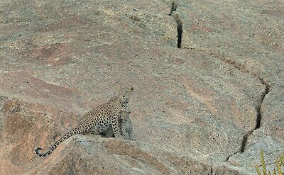 Leopard and cub in Bera, India. Rohit Varma@Unsplash