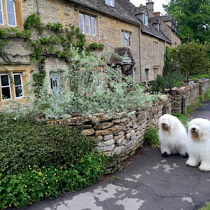 Old English Sheep Dogs in the Village of Lower Slaughter, England