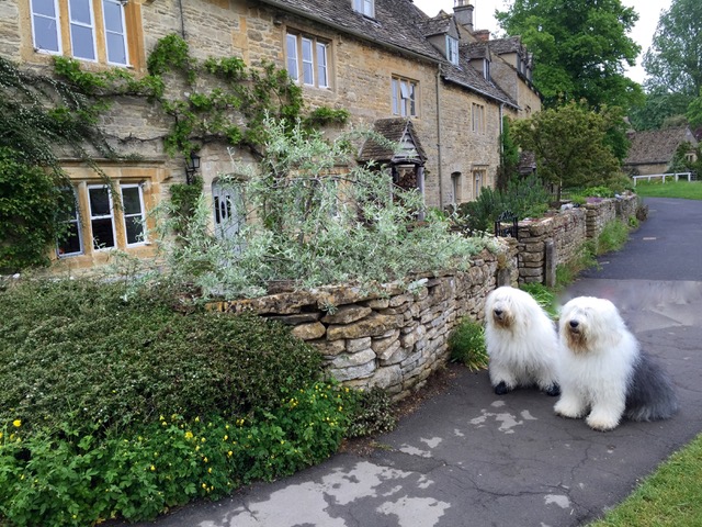 Old English Sheep Dogs in the Village of Lower Slaughter, England
