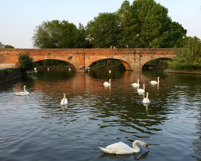 Swans on the River Avon in Stratford Upon Avon, England