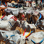 Rural Kerala, India Photo