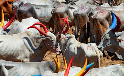 Cattle market in Kerala, India. Flickr:Julia Maudlin