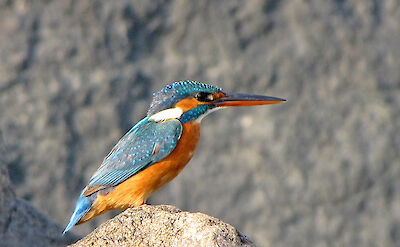 Common Kingfisher in India. Flickr:Karuna Karrayker
