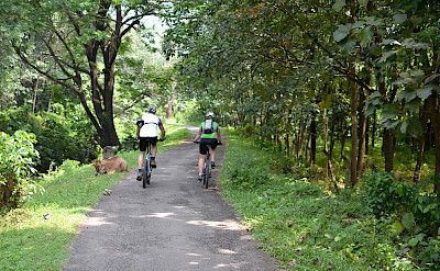 Share the road in Kerala, India.