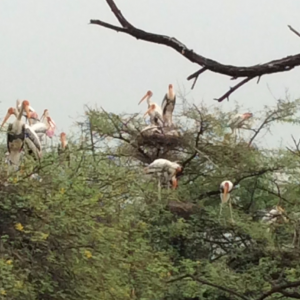 Bird sanctuary Keoladeo Ghana Nat. Park