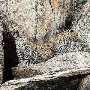 Leopard yawn