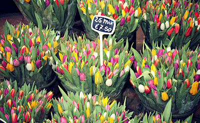 Tulips for sale in Amsterdam, North Holland, the Netherlands. Photo via Flickr:Meg Marks