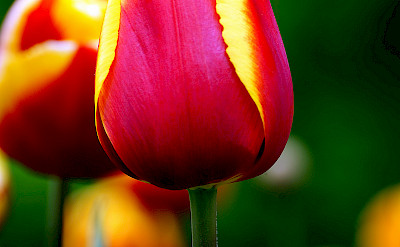 Holland+tulips=love Photo via Flickr:Bernard Spragg. NZ