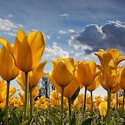 Tulip Tour - 10 Day - Amsterdam to Bruges Photo