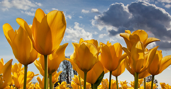 Yellow tulips in the Netherlands! Photo via Flickr:stokesrx