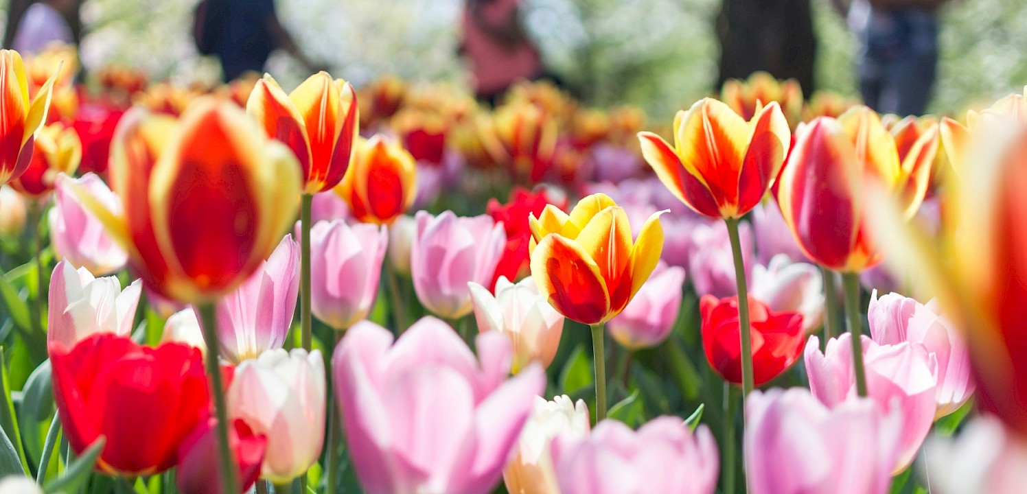 Multi-colored tulips. Unsplash@Anh Tran